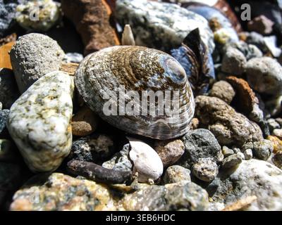 A Limpet's Conical Shell On The Beach  Stock Photo