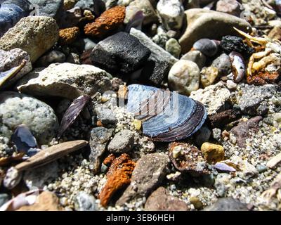 Blue Mussel Shells Scattered On Shore Stock Photo