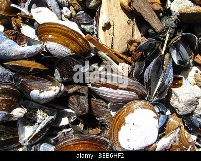 Many Seashells On Pacific Shores Stock Photo
