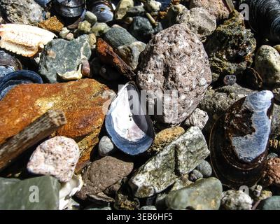 Blue Mussel Shells Scattered On Shore Stock Photo