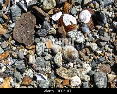 A Limpet's Conical Shell On The Beach  Stock Photo