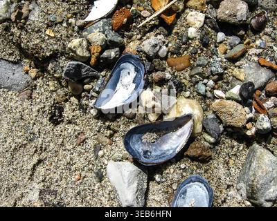 Blue Mussel Shells Scattered On Shore Stock Photo