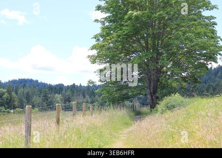Bigleaf Maple In A Field By A Fence Stock Photo