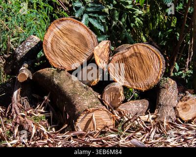 A pile of assorted tree trunks and branches recently cut during garden maintenance or urban pruning in Brazil, showing the natural wood texture, growt Stock Photo
