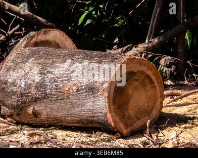 A pile of assorted tree trunks and branches recently cut during garden maintenance or urban pruning in Brazil, showing the natural wood texture, growt Stock Photo