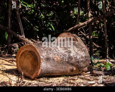 A pile of assorted tree trunks and branches recently cut during garden maintenance or urban pruning in Brazil, showing the natural wood texture, growt Stock Photo