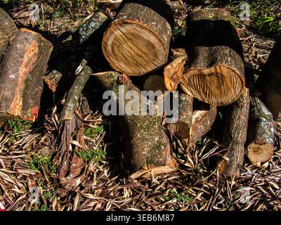 A pile of assorted tree trunks and branches recently cut during garden maintenance or urban pruning in Brazil, showing the natural wood texture, growt Stock Photo