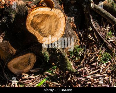 A pile of assorted tree trunks and branches recently cut during garden maintenance or urban pruning in Brazil, showing the natural wood texture, growt Stock Photo