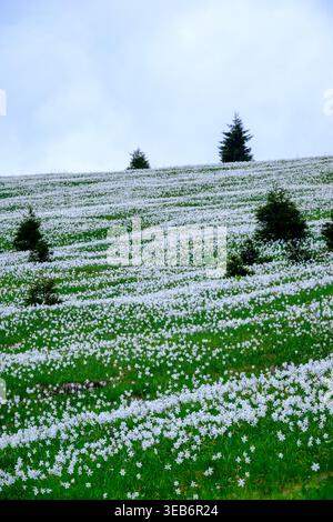 View of a lush green hillside covered in blooming white narcissus flowers with scattered evergreen trees under a cloudy sky in Slovenia. Stock Photo
