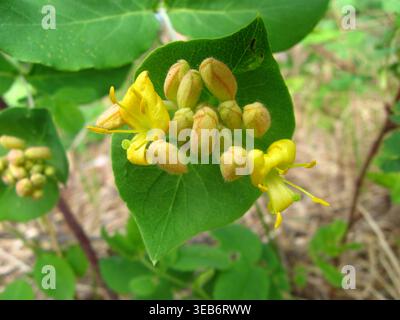 Twining Honeysuckle In The Boreal Forest Stock Photo