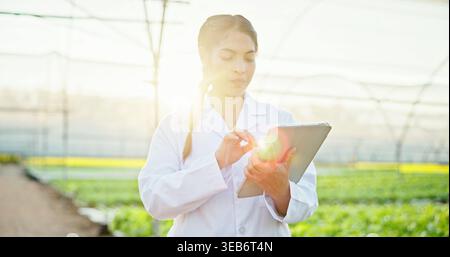 Farming, scientist or woman with tablet in greenhouse, plant genetics research or gmo production. Agriculture, flare or researcher with innovation for Stock Photo