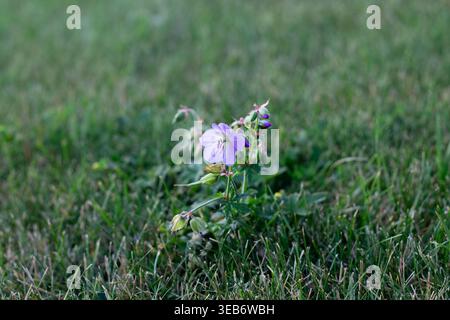 Meadow Geranium Growing Alone And Isolated In A Lawn Stock Photo
