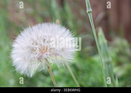 Detailed Macro Closeup Of Yellow Salsify Seedhead Stock Photo
