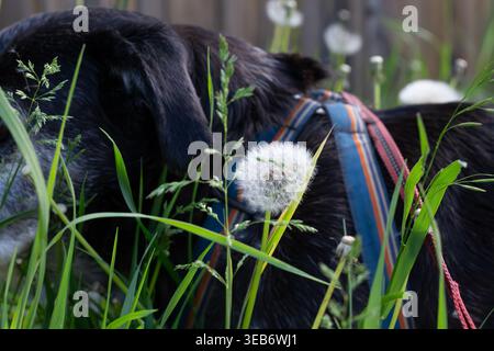 Senior Pet Dog On A Walk In Tall Weeds Stock Photo