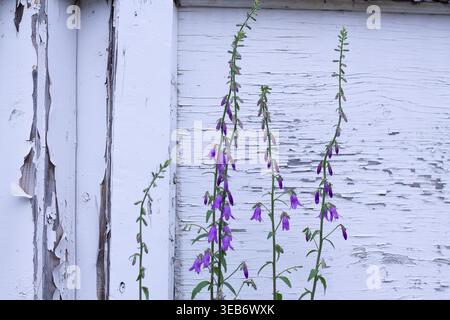 Creeping Bellflower Next To Peeling White Paint Stock Photo