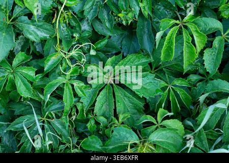 Fresh Morning Dew On Viriginia Creeper Foliage Stock Photo