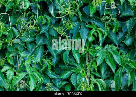Fresh Morning Dew On Viriginia Creeper Foliage Stock Photo