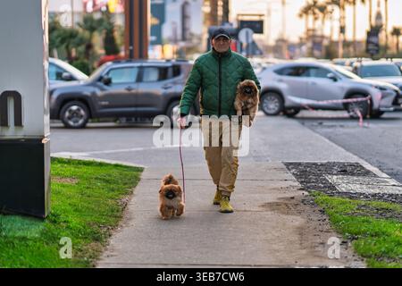 Batumi, georgia 21 april 2026: man strolling two pekingese dogs along a batumi city street at sunset, enjoying companionship and everyday pet ownershi Stock Photo