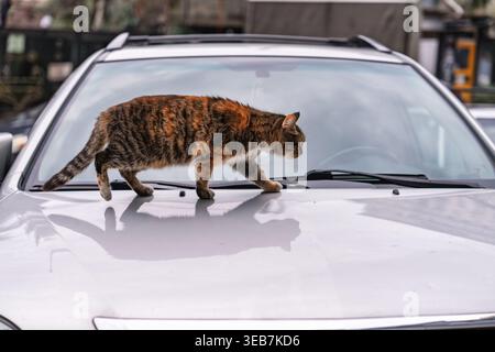 Batumi, georgia 21 april 2026: tabby cat walks along a parked car hood in batumi, georgia, reflecting city street life and curiosity during daytime ex Stock Photo