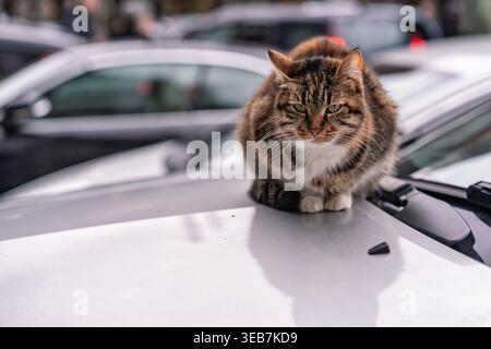 Batumi, georgia 21 april 2026: tabby cat sitting calmly on a white car hood, observing the city environment in batumi, georgia. Street animal relaxing Stock Photo