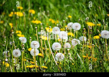 Beautiful Dandelion flowers and puffball seeds in springtime Stock Photo