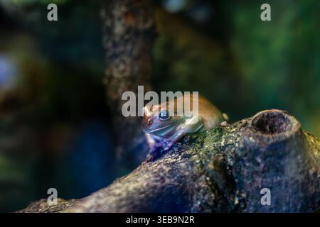 Australian Green Tree Frog Perched on a Branch Stock Photo