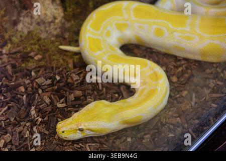 Yellow Albino Burmese Python in Terrarium Stock Photo