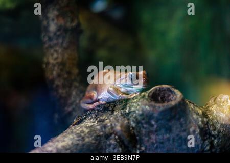 Australian Green Tree Frog Perched on a Branch Stock Photo