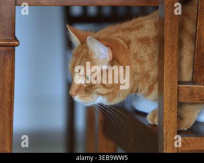 Ginger Domestic Cat Peering Through Wooden Chair Indoors Stock Photo