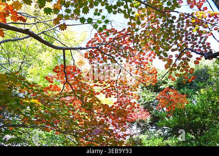 Acer japonicum (Fullmoon maple). Sapindaceae deciduous endemic to Japan, known for its beautiful flowers, fresh green leaves, and autumn foliage. Stock Photo
