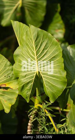 View of large green tropical leaves with prominent yellow veins and lush foliage in the rainforest. Stock Photo