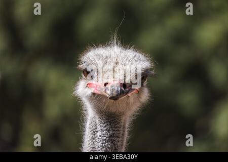 Close portrait of ostrich head with expressive eyes, detailed feathers and beak against blurred natural background Stock Photo