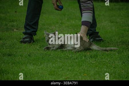 An unrecognizable owner petting a grey cat lying on the garden grass. Stock Photo