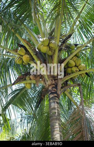Green coconuts - Fresh green coconuts hanging on a tropical palm tree Stock Photo