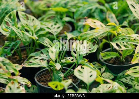Monstera adansonii plants filling nursery, showcasing natural growth of tropical foliage with unique fenestrations, perfect for an indoor garden or design concept Stock Photo