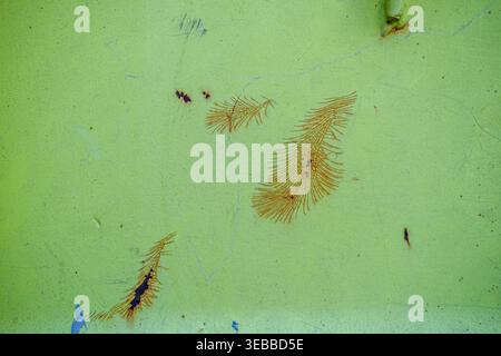 Close-up of heavy rust and peeling paint on a green metallic surface showing industrial decay. Stock Photo