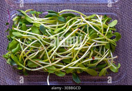 Raw organic green sprouts vegetable salad in plastic box Stock Photo