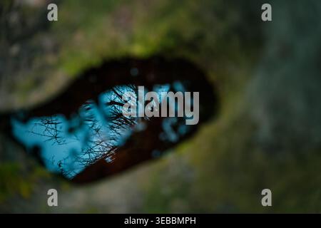 Abstract reflection of trees in water inside tree hollow, blurred natural background with moody tones Stock Photo