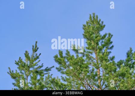 Vibrant green tops pine trees reaching toward clear, pale blue sky during bright daylight Stock Photo
