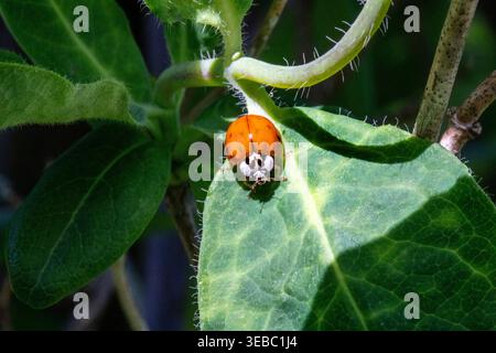 Harlequin ladybird (Harmonia axyridis) resting on a sunlit green leaf, showing its orange wing covers and distinctive pale face marking. Stock Photo