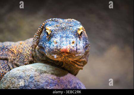 Komodo Dragon Face Close-Up Stock Photo