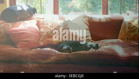 Resting two black dogs curled on seat and sofa back in sunlit living room, patterned pillows Stock Photo