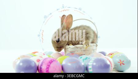 Sitting fluffy brown rabbit sniffing pastel Easter eggs on white surface in white woven basket Stock Photo