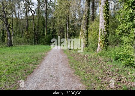 Gravel path through spring woodland, dappled sunlight on young birch trunks, green lawn bordering trail, compacted gravel surface with scattered leaf Stock Photo