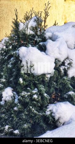 Evergreen shrub with snow in winter Stock Photo