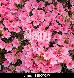 Pink azalea flowers background, blooming spring floral texture, natural blossom pattern Stock Photo
