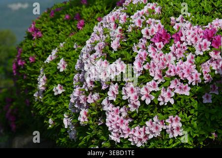 Azalea flowers. Ericaceae evergreen shrub. These flowers, which adorn the early summer landscape, are one of the most familiar plants in Japan. Stock Photo