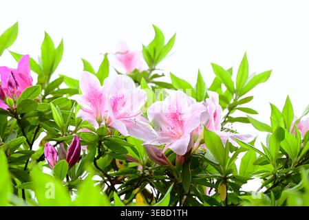 Azalea flowers. Ericaceae evergreen shrub. These flowers, which adorn the early summer landscape, are one of the most familiar plants in Japan. Stock Photo