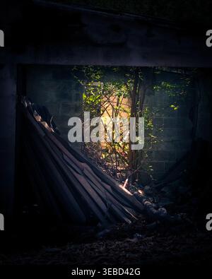 Darkened room shows broken wall and collapsed roof. Sunlight filters through green foliage outside. Dense vegetation grows through cracked concrete. G Stock Photo