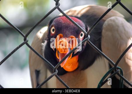 King vulture peers through chain link fence in zoo enclosure, showing vivid beak and intense gaze at Barranquilla Zoo, Colombia. Stock Photo